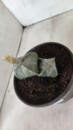 ASTROPHYTUM "Colonia - 4 Quinas"  Nº 1142 – vaso 15 - Imagem 7