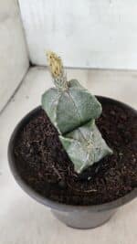 ASTROPHYTUM "Colonia - 4 Quinas"  Nº 1142 – vaso 15 - Imagem 6