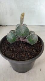 ASTROPHYTUM "Colonia - 4 Quinas"  Nº 1142 – vaso 15 - Imagem 4