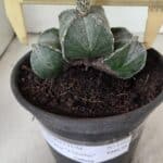 ASTROPHYTUM "Colonia - 4 Quinas"  Nº 1142 – vaso 15