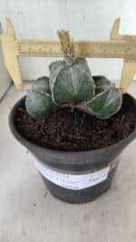 ASTROPHYTUM "Colonia - 4 Quinas"  Nº 1142 – vaso 15