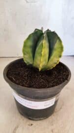 ASTROPHYTUM Myriostigma "Variegata" Nº 1160 – vaso 15 - Imagem 2