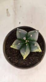 ASTROPHYTUM Myriostigma "Variegata" Nº 1160 – vaso 15 - Imagem 3