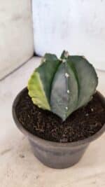 ASTROPHYTUM Myriostigma "Variegata" Nº 1160 – vaso 15 - Imagem 8