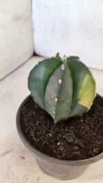 ASTROPHYTUM Myriostigma "Variegata" Nº 1160 – vaso 15 - Imagem 7