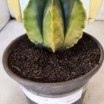 ASTROPHYTUM Myriostigma "Variegata" Nº 1160 – vaso 15