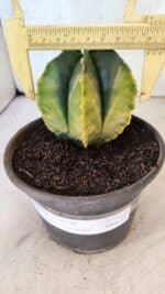 ASTROPHYTUM Myriostigma "Variegata" Nº 1160 – vaso 15