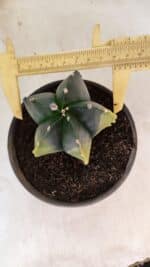 ASTROPHYTUM Myriostigma "Variegata" Nº 1160 – vaso 15 - Imagem 5