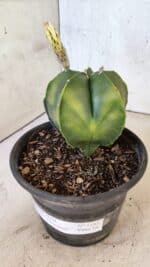 ASTROPHYTUM Myriostigma "Variegata" Nº 1161 – vaso 15 - Imagem 6