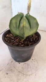 ASTROPHYTUM Myriostigma "Variegata" Nº 1161 – vaso 15 - Imagem 9