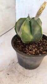 ASTROPHYTUM Myriostigma "Variegata" Nº 1161 – vaso 15 - Imagem 8