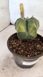 ASTROPHYTUM Myriostigma "Variegata" Nº 1161 – vaso 15 - Imagem 7