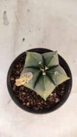 ASTROPHYTUM Myriostigma "Variegata" Nº 1161 – vaso 15 - Imagem 3