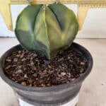 ASTROPHYTUM Myriostigma "Variegata" Nº 1161 – vaso 15