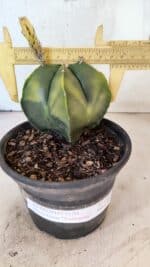 ASTROPHYTUM Myriostigma "Variegata" Nº 1161 – vaso 15