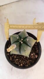 ASTROPHYTUM Myriostigma "Variegata" Nº 1161 – vaso 15 - Imagem 5