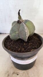 ASTROPHYTUM Myriostigma "Variegata" Nº 1162 – vaso 15 - Imagem 2
