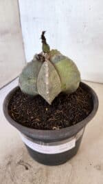 ASTROPHYTUM Myriostigma "Variegata" Nº 1162 – vaso 15 - Imagem 10