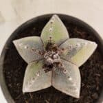 ASTROPHYTUM Myriostigma "Variegata" Nº 1162 – vaso 15