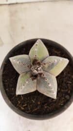 ASTROPHYTUM Myriostigma "Variegata" Nº 1162 – vaso 15