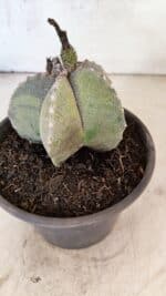 ASTROPHYTUM Myriostigma "Variegata" Nº 1162 – vaso 15 - Imagem 9