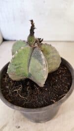 ASTROPHYTUM Myriostigma "Variegata" Nº 1162 – vaso 15 - Imagem 6