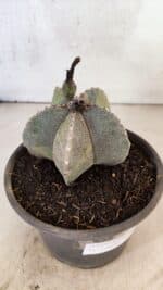 ASTROPHYTUM Myriostigma "Variegata" Nº 1162 – vaso 15 - Imagem 8