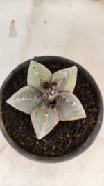 ASTROPHYTUM Myriostigma "Variegata" Nº 1162 – vaso 15 - Imagem 7