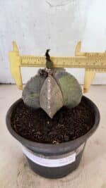 ASTROPHYTUM Myriostigma "Variegata" Nº 1162 – vaso 15 - Imagem 4