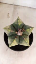 ASTROPHYTUM Myriostigma "Variegata" Nº 1163 – vaso 15 - Imagem 3