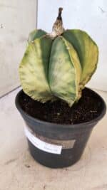 ASTROPHYTUM Myriostigma "Variegata" Nº 1163 – vaso 15 - Imagem 6