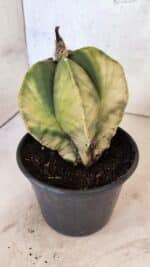 ASTROPHYTUM Myriostigma "Variegata" Nº 1163 – vaso 15 - Imagem 7