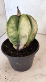 ASTROPHYTUM Myriostigma "Variegata" Nº 1163 – vaso 15 - Imagem 9