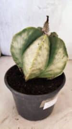 ASTROPHYTUM Myriostigma "Variegata" Nº 1163 – vaso 15 - Imagem 8