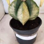 ASTROPHYTUM Myriostigma "Variegata" Nº 1163 – vaso 15