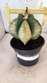 ASTROPHYTUM Myriostigma "Variegata" Nº 1163 – vaso 15