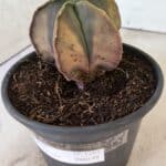 ASTROPHYTUM Myriostigma "Variegata" Nº 1164 – vaso 15