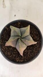 ASTROPHYTUM Myriostigma "Variegata" Nº 1164 – vaso 15 - Imagem 3