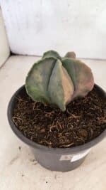 ASTROPHYTUM Myriostigma "Variegata" Nº 1164 – vaso 15 - Imagem 8