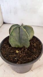 ASTROPHYTUM Myriostigma "Variegata" Nº 1164 – vaso 15 - Imagem 7