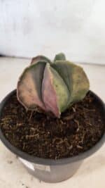 ASTROPHYTUM Myriostigma "Variegata" Nº 1164 – vaso 15 - Imagem 6