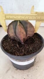 ASTROPHYTUM Myriostigma "Variegata" Nº 1164 – vaso 15 - Imagem 4