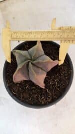 ASTROPHYTUM Myriostigma "Variegata" Nº 1164 – vaso 15 - Imagem 5