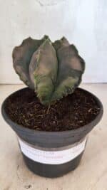 ASTROPHYTUM Myriostigma "Variegata" Nº 1165 – vaso 15 - Imagem 2