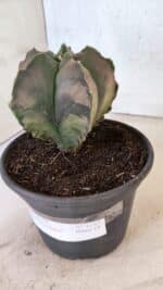 ASTROPHYTUM Myriostigma "Variegata" Nº 1165 – vaso 15 - Imagem 10