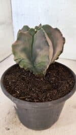 ASTROPHYTUM Myriostigma "Variegata" Nº 1165 – vaso 15 - Imagem 8