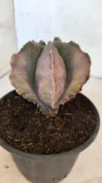 ASTROPHYTUM Myriostigma "Variegata" Nº 1165 – vaso 15 - Imagem 6