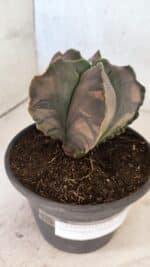 ASTROPHYTUM Myriostigma "Variegata" Nº 1165 – vaso 15 - Imagem 7