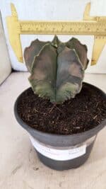 ASTROPHYTUM Myriostigma "Variegata" Nº 1165 – vaso 15 - Imagem 4