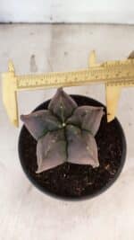 ASTROPHYTUM Myriostigma "Variegata" Nº 1165 – vaso 15 - Imagem 5